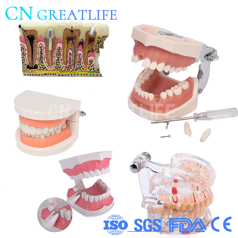Good Typodont Teeth Model Practical False Dental Teeth Model Teeth Model for Studying