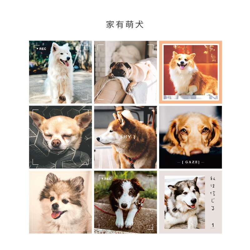 Ins 9 Sheets Interesting Cat Dog Postcard Square Cute Animals Decorative Card Small Poster Diy Background Wall Sticker: Dog 