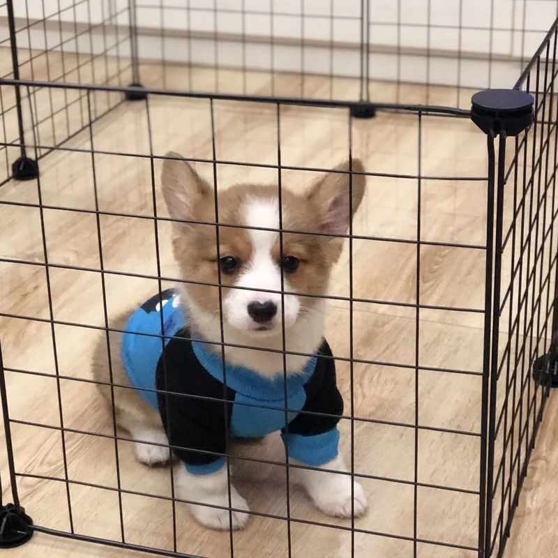 Pet Box Ijzeren Hek Puppy Kennel Opvouwbare Huis Oefening Training Puppy Kitten Ruimte Honden Levert Konijnen Cavia Kooi
