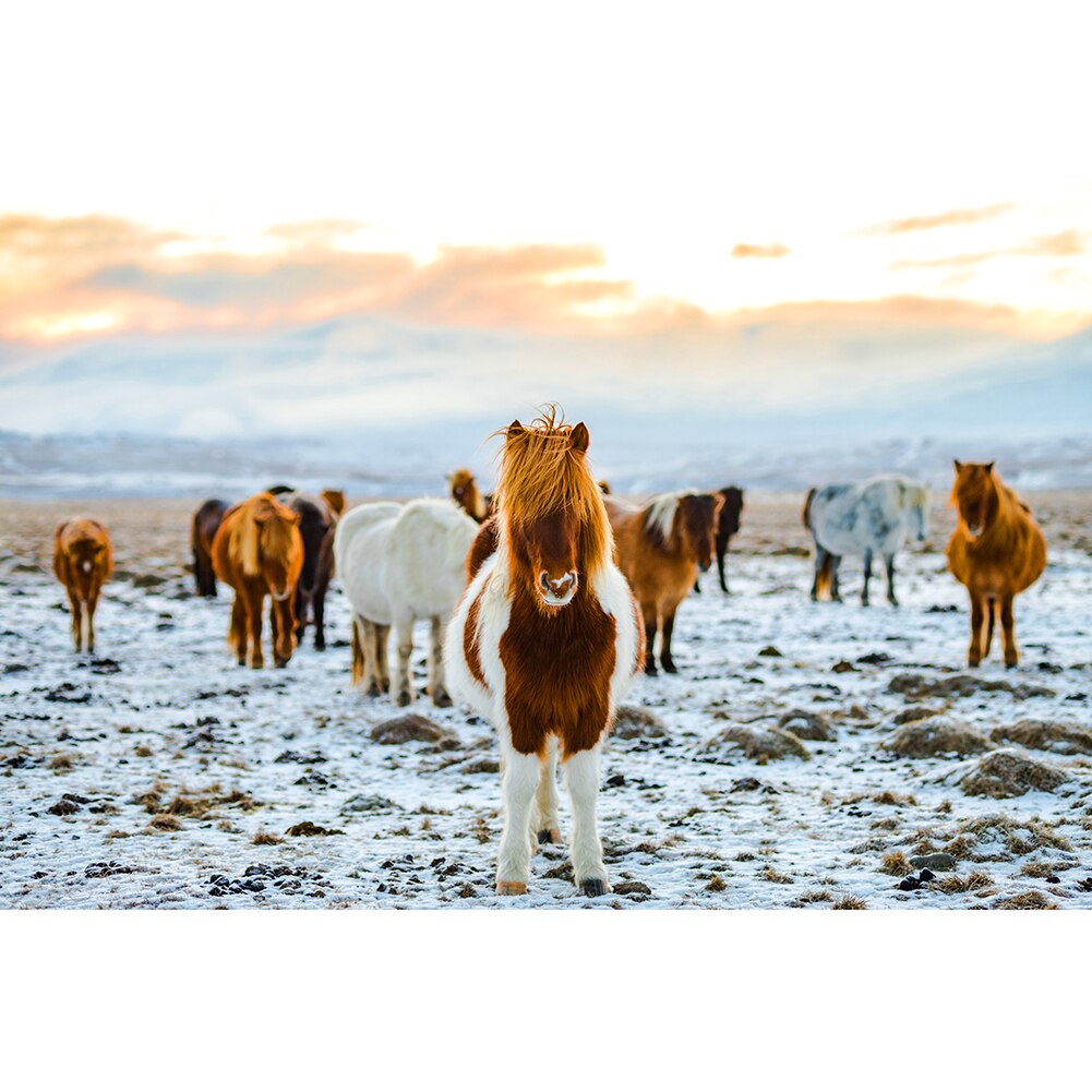 Carino Animali Ritratto di Montaggio Lo Stress Relief Giocattoli di 1000 Pezzi di Carta Jigsaw Puzzle Puzzle Game Giocattoli Interessanti: F