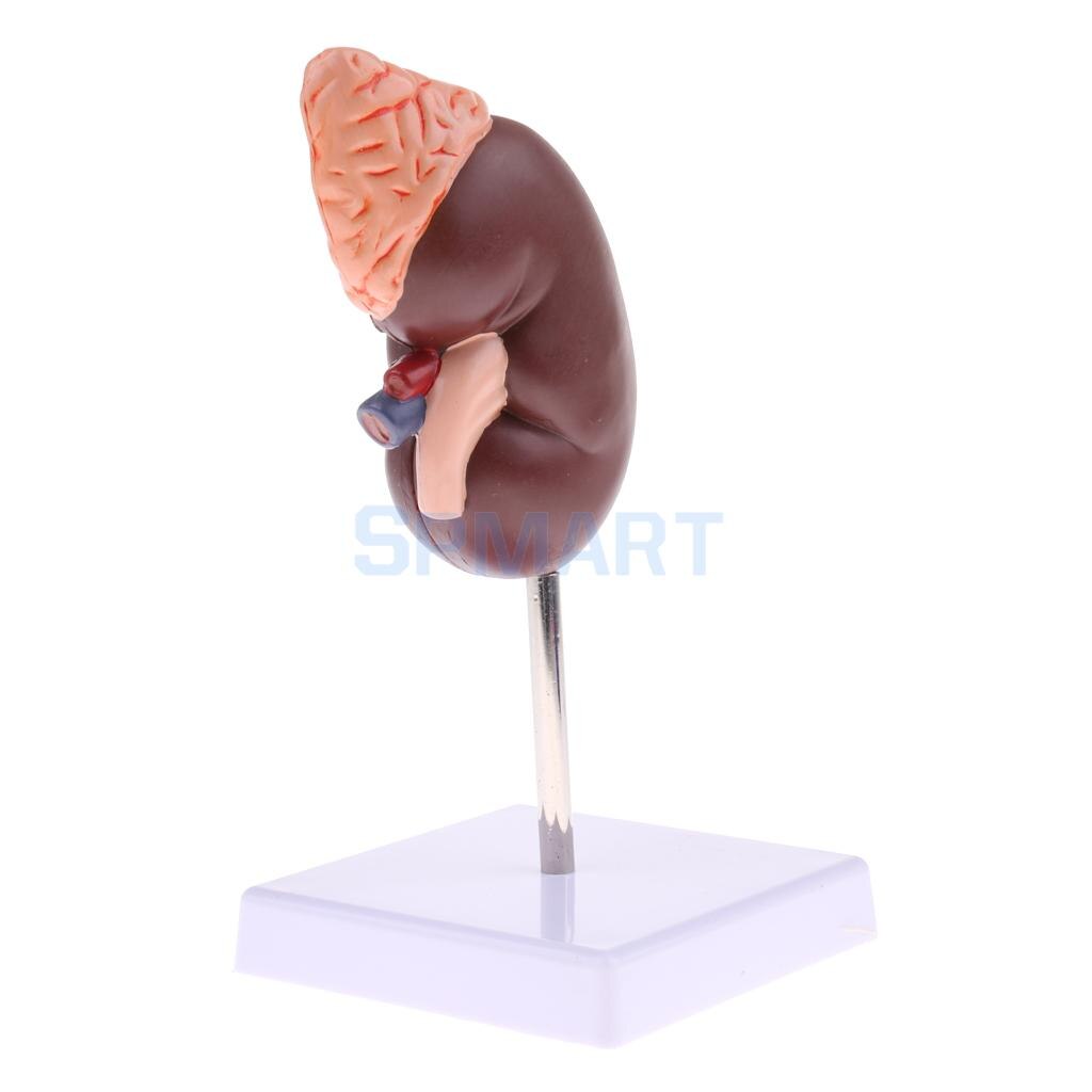 1:1 Menschliches Abnehmbare 2 Teile Niere mit Nebennieren Drüse Anatomisches Modell