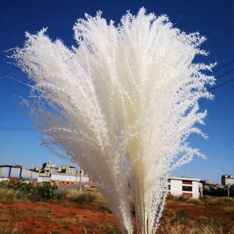 10 st pampas gräs dekor phragmites & vass blommor hem juldekoration torkad blombukett naturliga växter: Vitt pampasgräs / 30 st