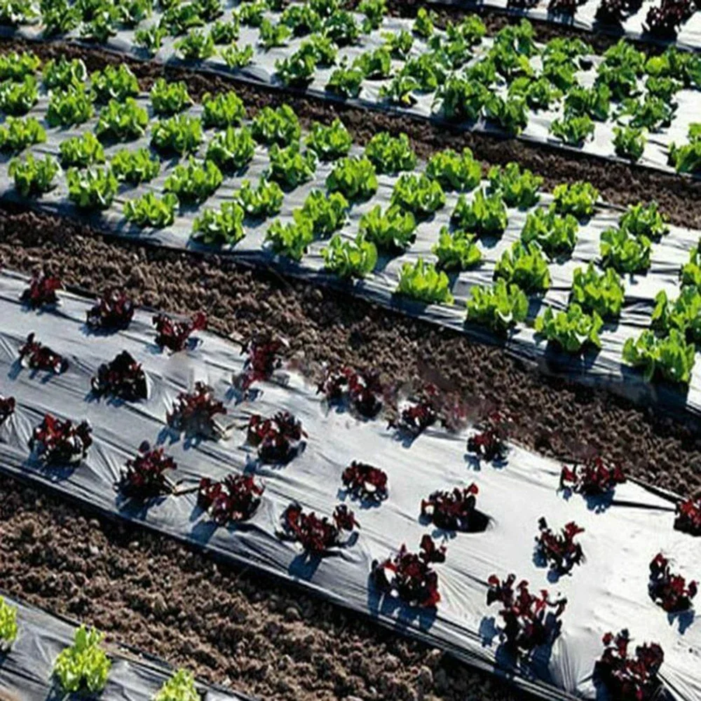 Perforierte Folie für Gartengewächshäuser wächst Ihr Gemüse mit unserer schwarzen Mulchfolie aus Kunststoff – perfekt zum Schutz von Pflanzen