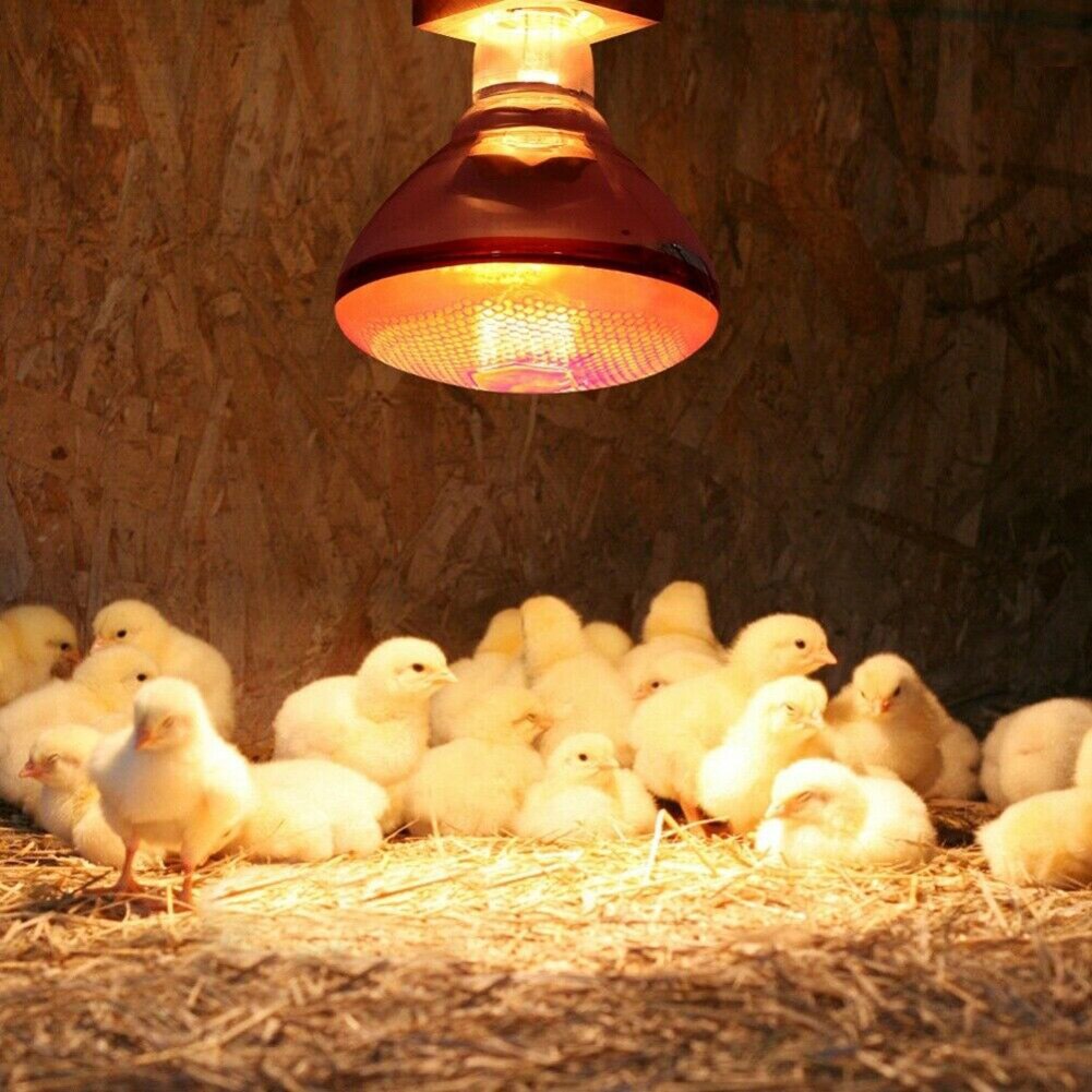 250w Infrared Heat Lamp Waterproof Anti-Explosion Thickened Light Bulbs for Piglet Chicken Duck Birds SMR88