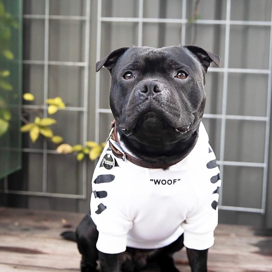 Pull pour bouledogue fashion français