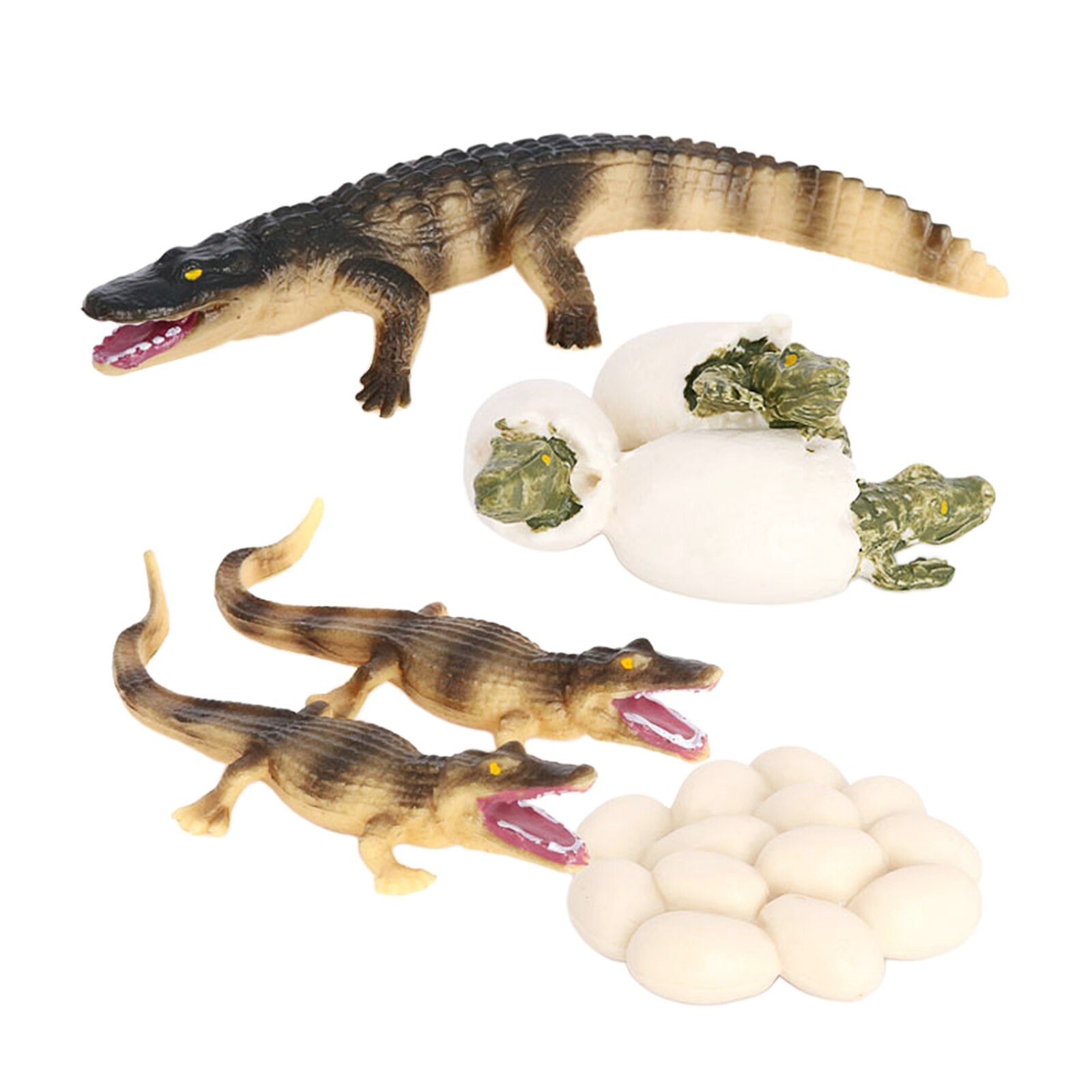 4 Stages Life Cycle of Crocodile Nature Insects Life Cycles Growth Model Game Prop Insect Animal Natural Toy