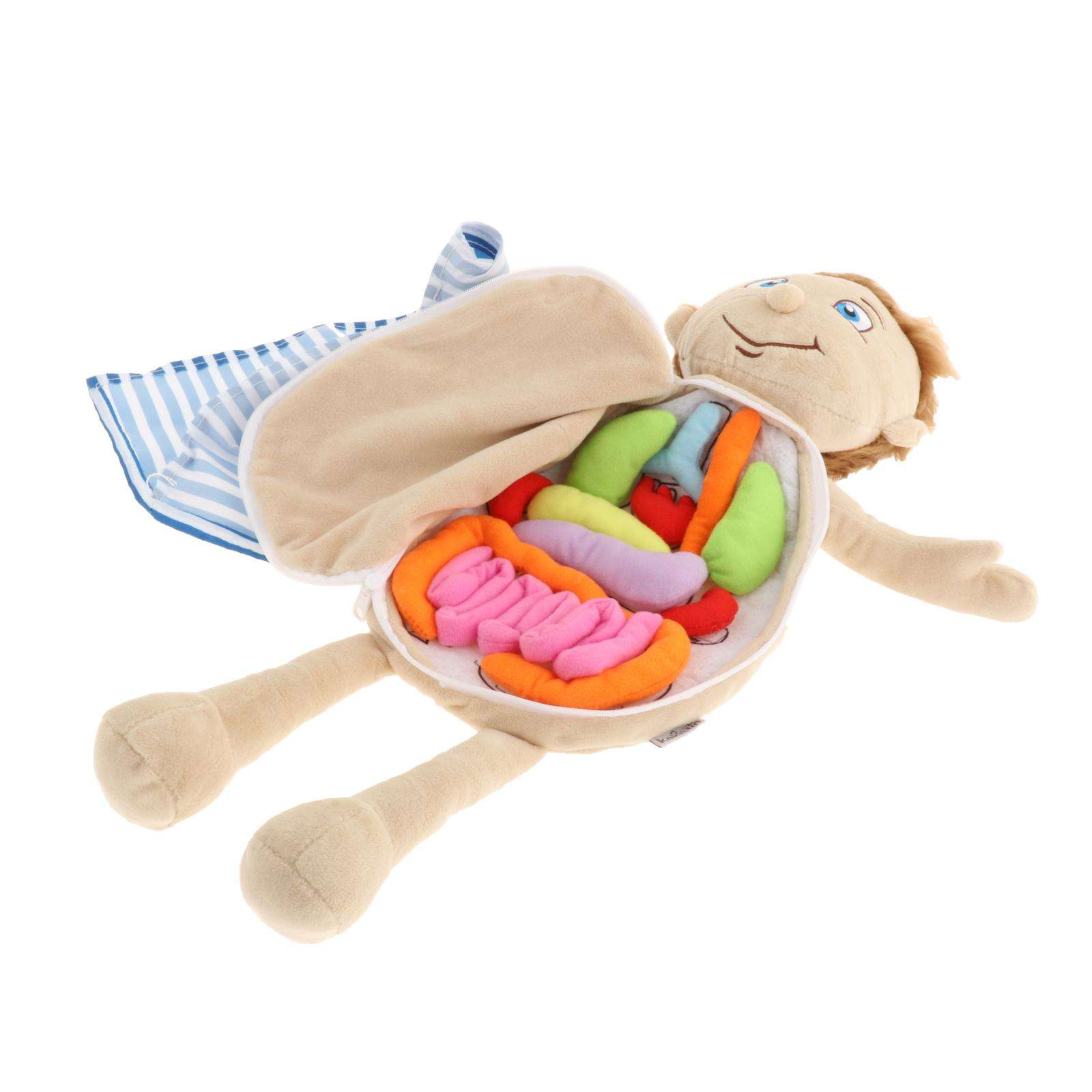Modelo de anatomía del cuerpo humano, juguete de aprendizaje de ciencia, juguetes educativos para