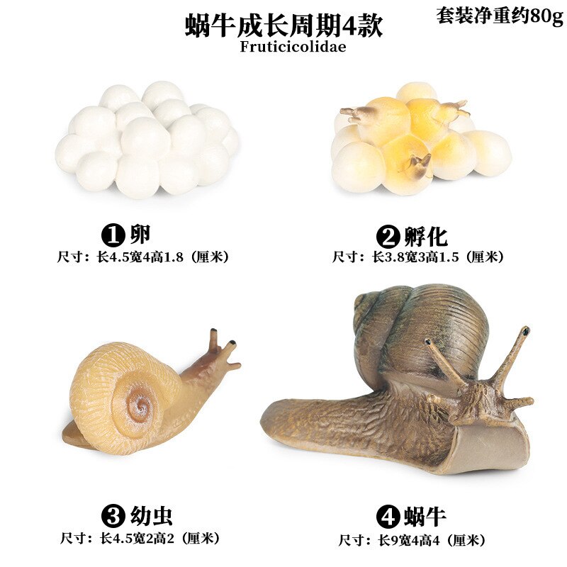 Models Growing Process Enlightenment Toys Furnishings Children's Wild Animals Knowledge Science,Home Entertainment: Snail