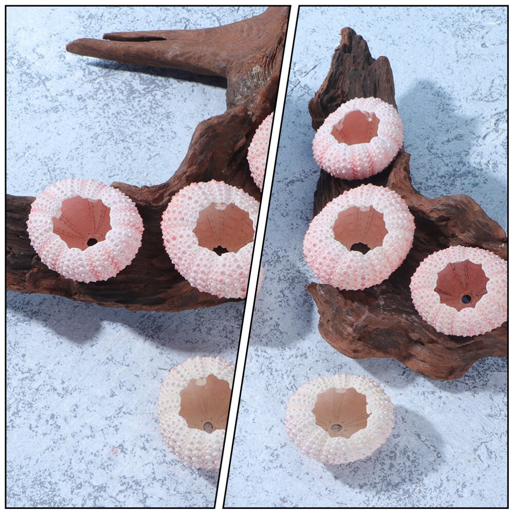 5 pièces Naturel Coquille D'oursin Plante En Pot Maison Décoration Artisanat Bricolage FOURNITURES