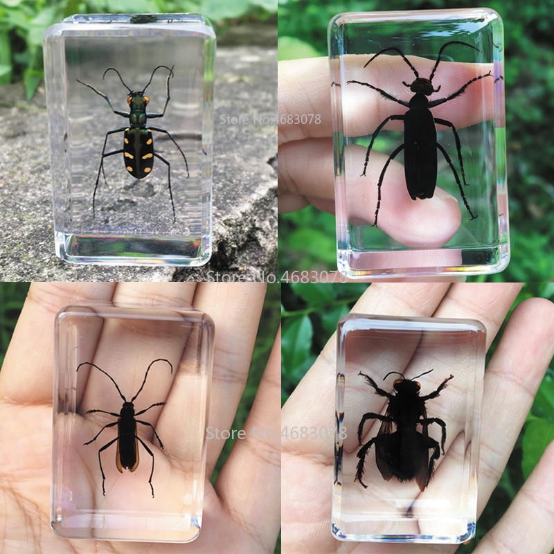 1piece Daphne Genkwa Specimen Grasshopper In Clear Resin Educational Explore Instrument School Teaching Supplies 44x29x18MM