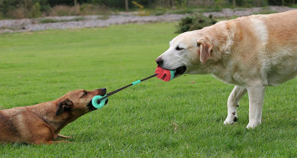 Haustier spielzeug kombination ziehen seil spielzeug hunde Ausbildung Ball hund spielzeug hunde haustiere zubehör JAJU1022