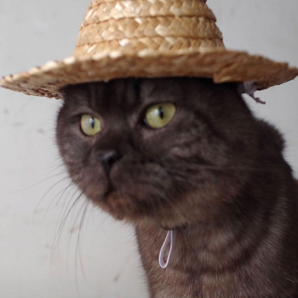 Novo animal de estimação suprimentos mini cães de estimação chapéu de palha gato chapéu de sol praia festa chapéus de palha cães hawaii estilo chapéu para cães engraçado acessórios