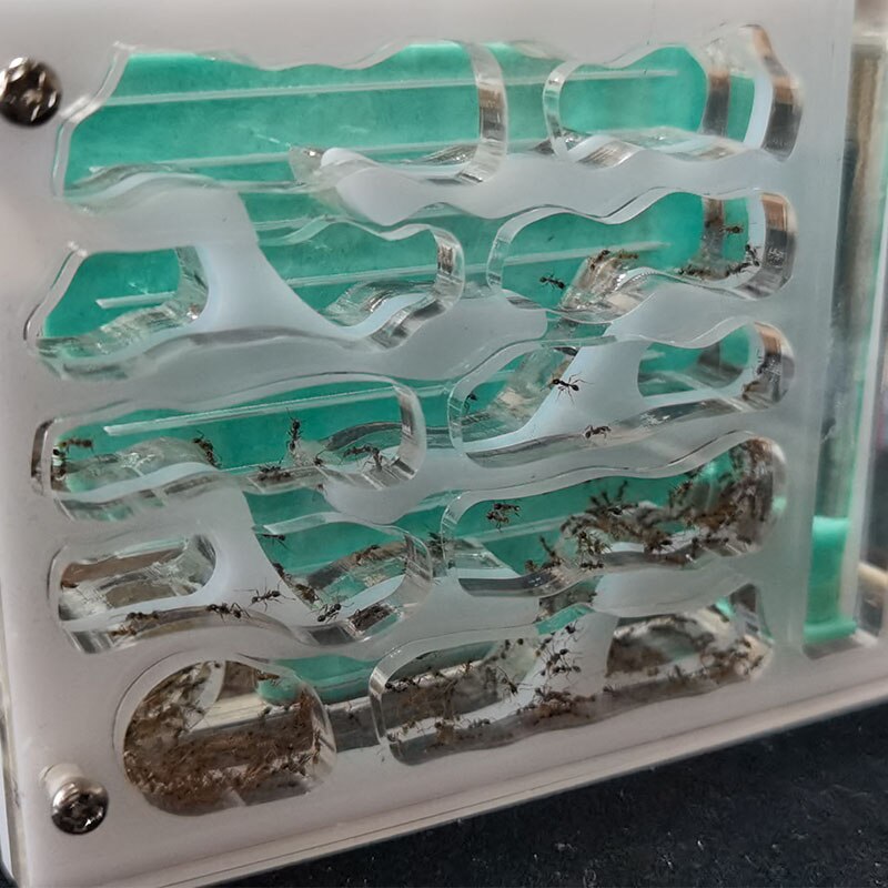 Large Ant Farm Acrylic Ecologico Ant Nest Workshop Transparent Insectes Ants Queen Ants Workshop Ecologico Observation Ant House