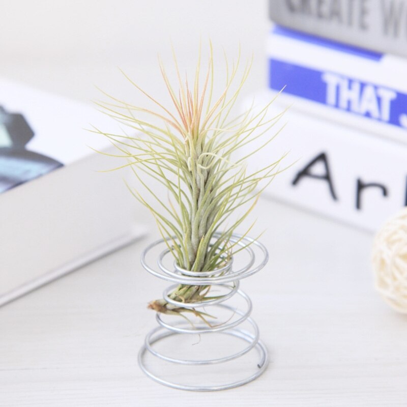Luftplante fjedertråd bordplade tillandsia holder miniature havedekoration