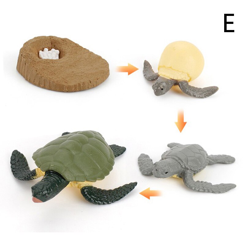 Cognitive Toy Simulation Life Cycle Animals Plant Growth Cycle Model Science Educational Toys For Children: E