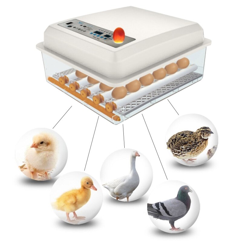 Incubadora automática de 9 huevos, termostato de incubación de aves con pantalla Digital, herramienta de incubación de granja