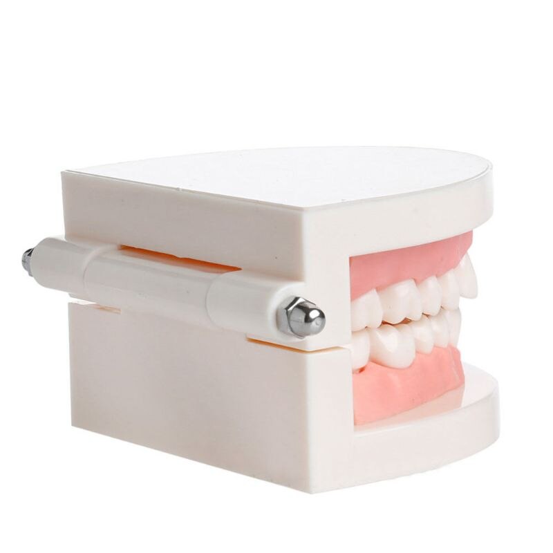 Adult Standard Dental Teaching Study Typodont Demonstration Teeth Model