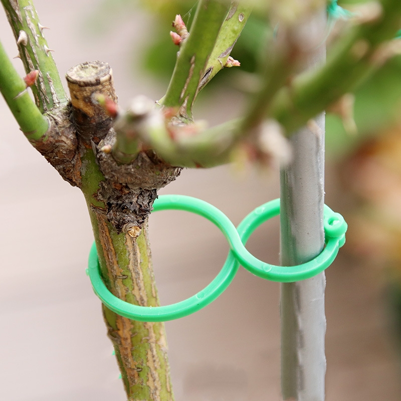 Plastic Garden Vine Strapping Clips, Tie Plant Bundled, Suporte do anel de fivela, Plantas de tomate, Ferramenta de suporte, 50 pcs, 100pcs