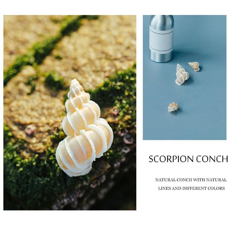 Chishi Snail Specimen Conch Shell White Collection Use A2P5