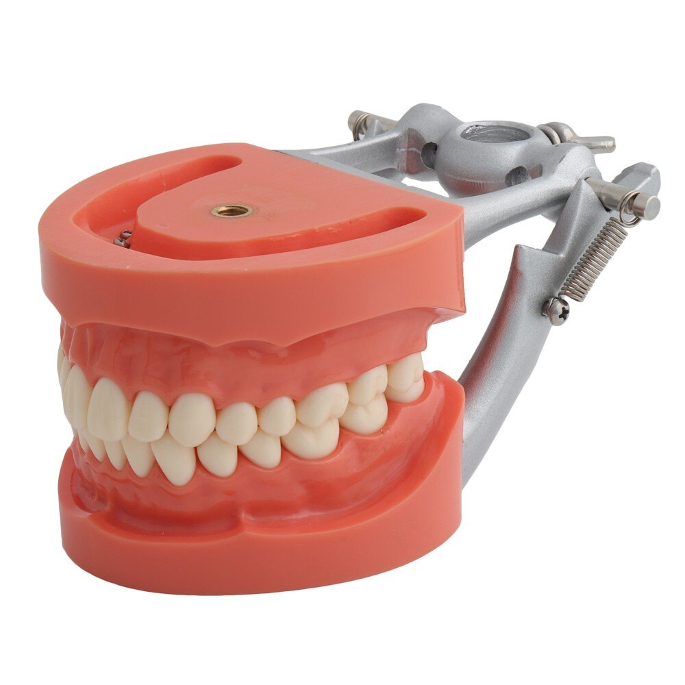 Dental Teaching Model Standard Model with 32 Screw-in Teeth Demonstration Teeth Model Fit Nissin Dental Model Hard Gums