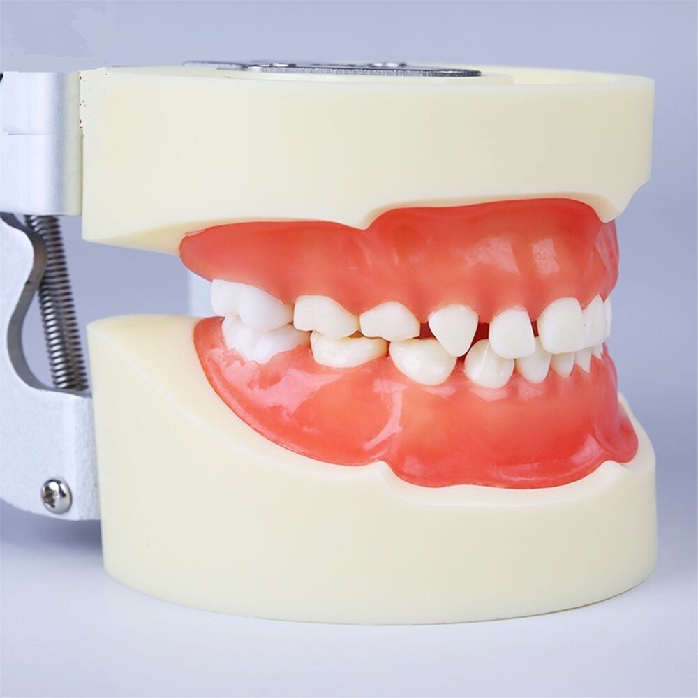 Dental Training Model Children Baby Teeth Model M7014/Standard Pediatric Practice Model Baby Tooth Typodont with Soft Gym