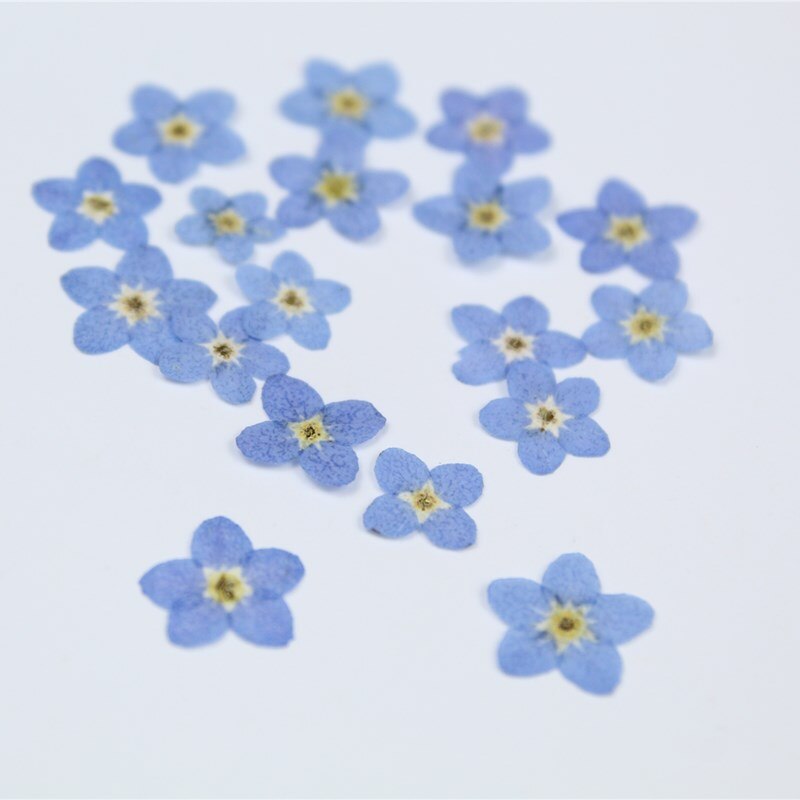 20pcs/0.5-1cm,Pressed mini forget-me-not flowers petals,Nature Real dried Flower DIY nial art Craft Photo Bookmark Cards: Default Title