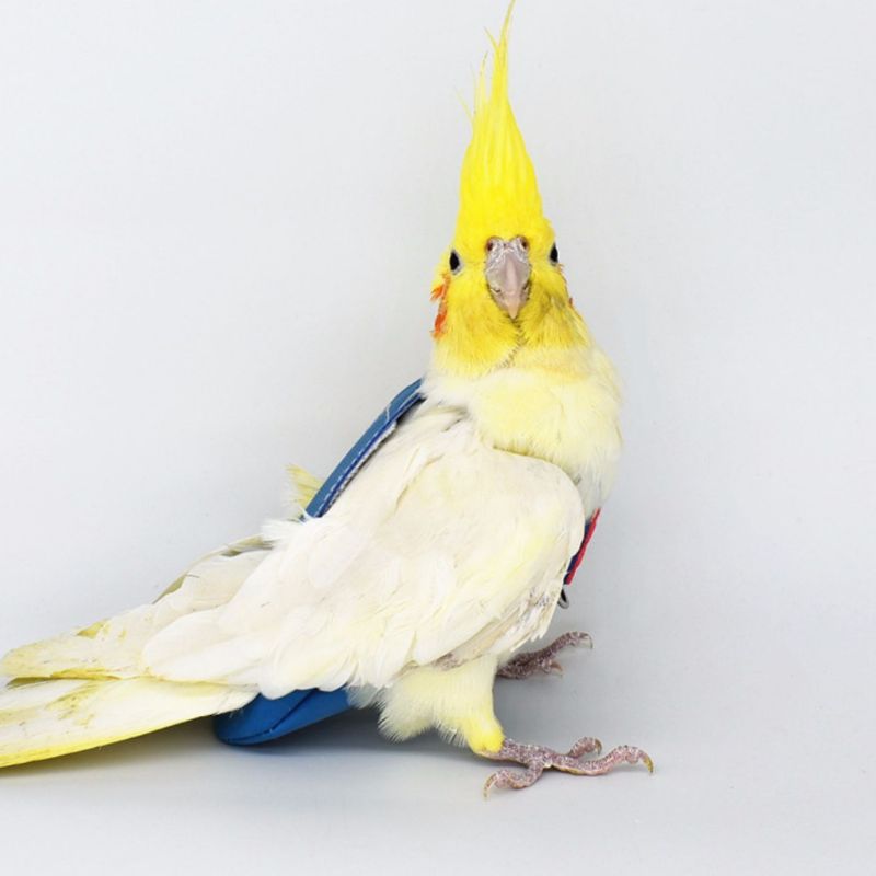 Pañal de cuero de terciopelo con loro y pájaro, palomas cacatúa, traje de vuelo, ropa, bolsillo para entrenamiento, suministros ajustables para mascotas