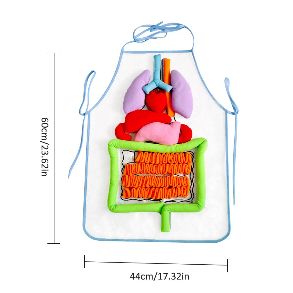 Simulazione grembiule per il corpo umano utensili per l&#39;insegnamento Puzzle per bambini grembiule per illuminazione supporti didattici per l&#39;educazione precoce