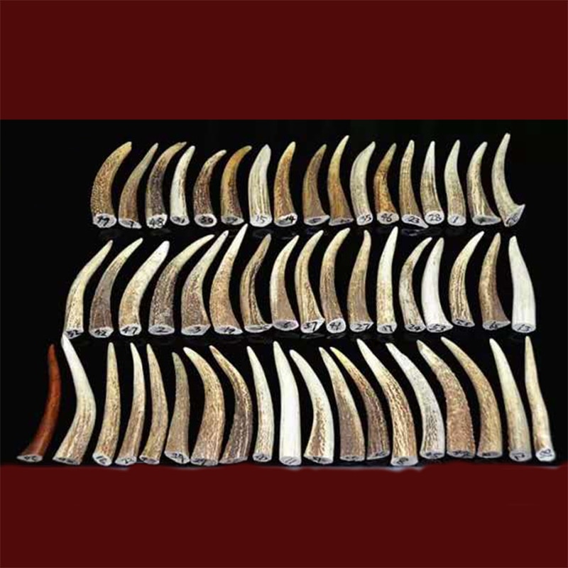 Red deer antler material antler point antler button deer horn section bar horn material knife handle material pendant angle mate