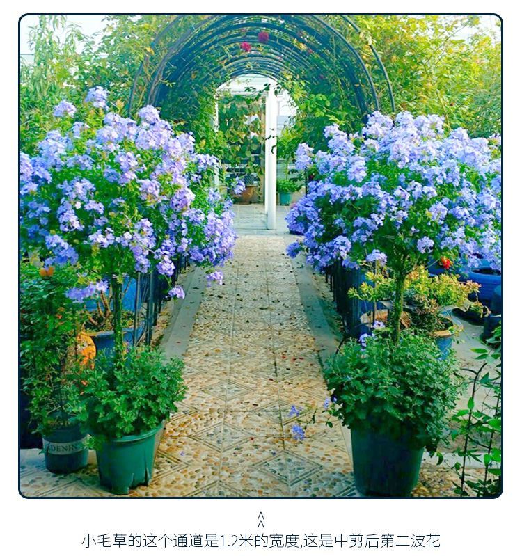 Molino de viento de copo de nieve azul, soporte de Piruleta de jazmín, Clematis, soporte de flores de jardín esférico de hierro, soporte de escalada