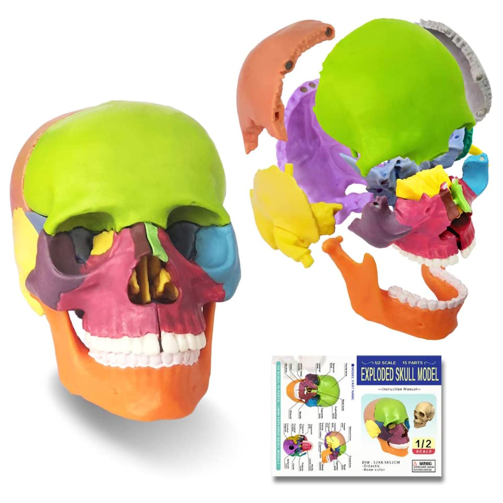 Mini Skull Model 15 Parts Human Anatomy Skeleton A... Vicedeal