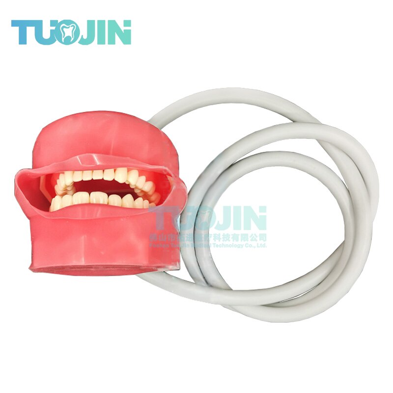 Dental Teeth Model Tooth Model With 28pcs Removable Typodent Teeth Practice For Students Dentistry Training Material Product