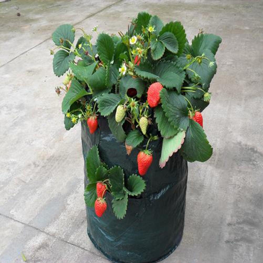 Kweekzak hangende aardbeien groenten planten kweekzakken voor tuin balkons kassen