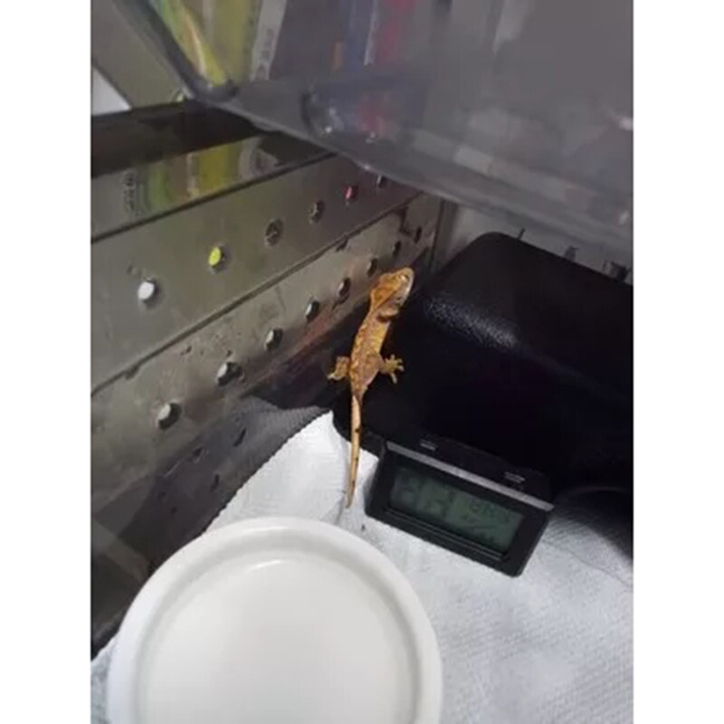 Digital LCD Thermometer Hygrometer for Pet Ant Farm Reptiles Turtle Box Temperature Sensor Humidity Meter Insect Box has Battery