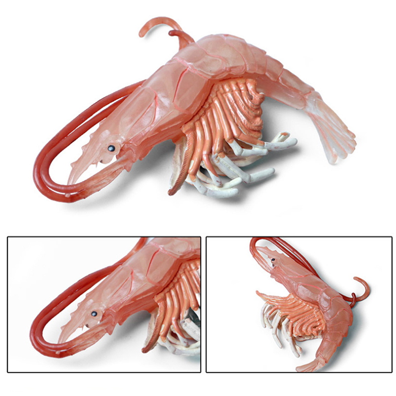 Bebé juguetes de biología langosta la vida marina modelo Animal figura de juguete de plástico de simulación de juguete con forma de gamba para niño
