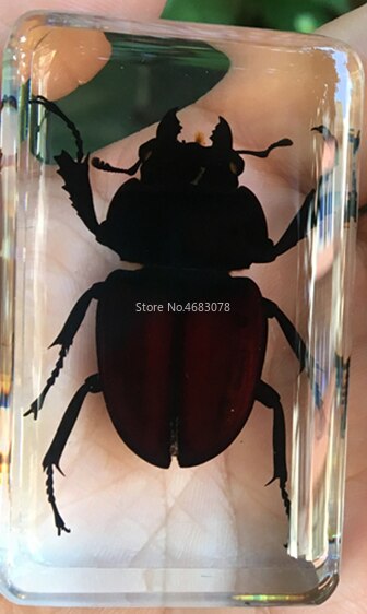 1 stykke møgbilleprøve skorpion i klar harpiks pædagogisk udforske instrument skole biologi undervisningsartikler 73 x 41 x 20mm: Spade bille