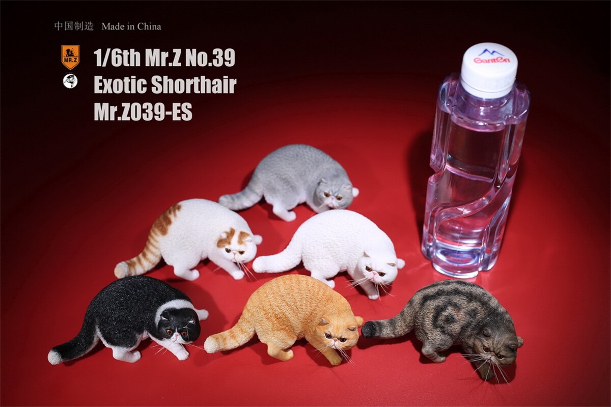 Mr.Z Studio 1:6 Exotic Shorthair Cute Cat Pet Animal Model Collector Toys Kitten Small Accessories Decoration simulation