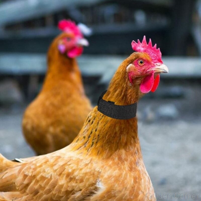 6 stk justerbare kyllinghalsbånd slitesterk anti-krok støyfri nakkebånd til fjærfe høne og hane  au10 20