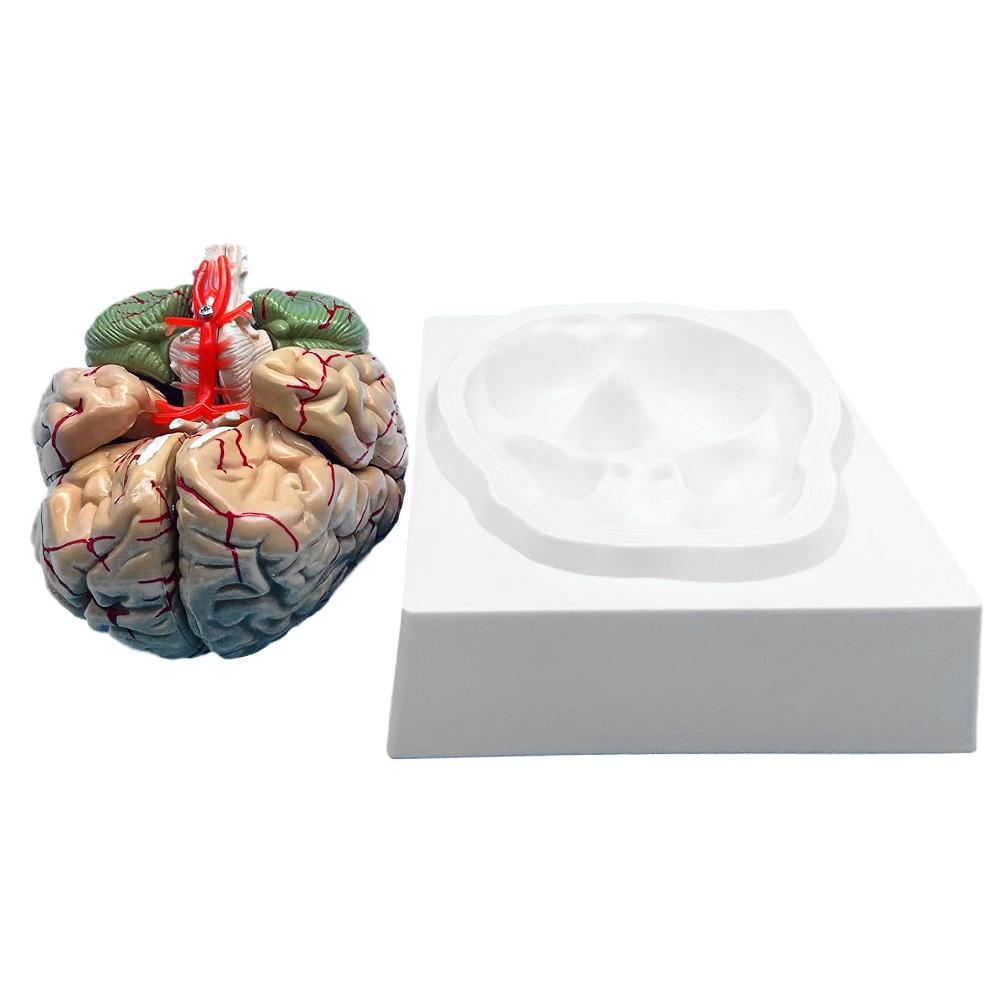 Human Brain Model Accurate Brain Anatomy Props For Science Classroom Study Display Teaching Toys For Children