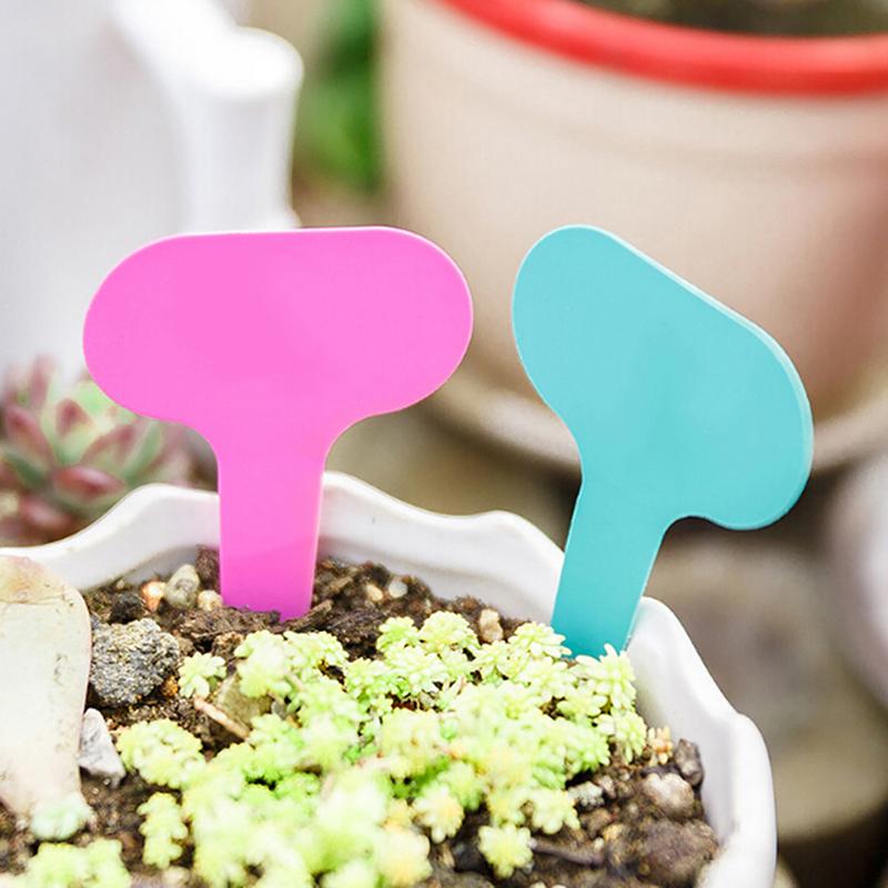 Étiquettes de jardin Classification des plantes, 100 pièces, signe de tri, étiquette, billet, plaque d'écriture en plastique, carte à brancher colorée