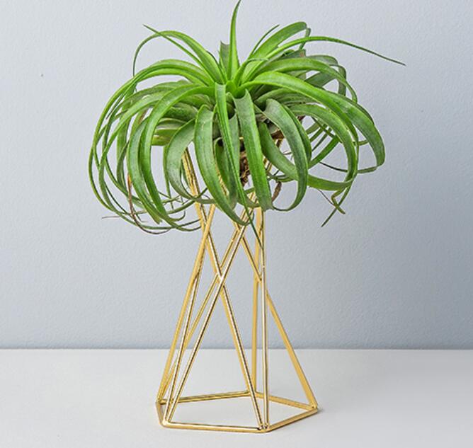 Set of 2 Air Plant Stand Air Plant Holder Tillandsia Holder Air Plant Display Stand Streptophylla Air Plant Stand