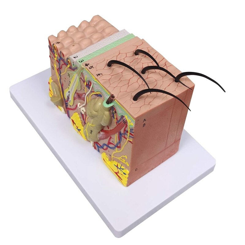 Skin Model, 35X Vergroot Anatomisch Model Anatomie Voor Science Classroom Studie Display Onderwijs Model