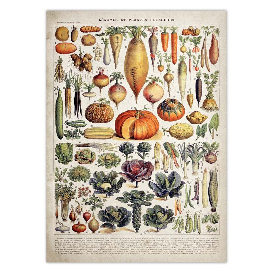 Vintage Adolphe Millot Encyclopedia Posters Butterfly Mushrooms Herbs Flowers Insect Classic Wall Stickers Vintage Poster: 42x30cm / Blue