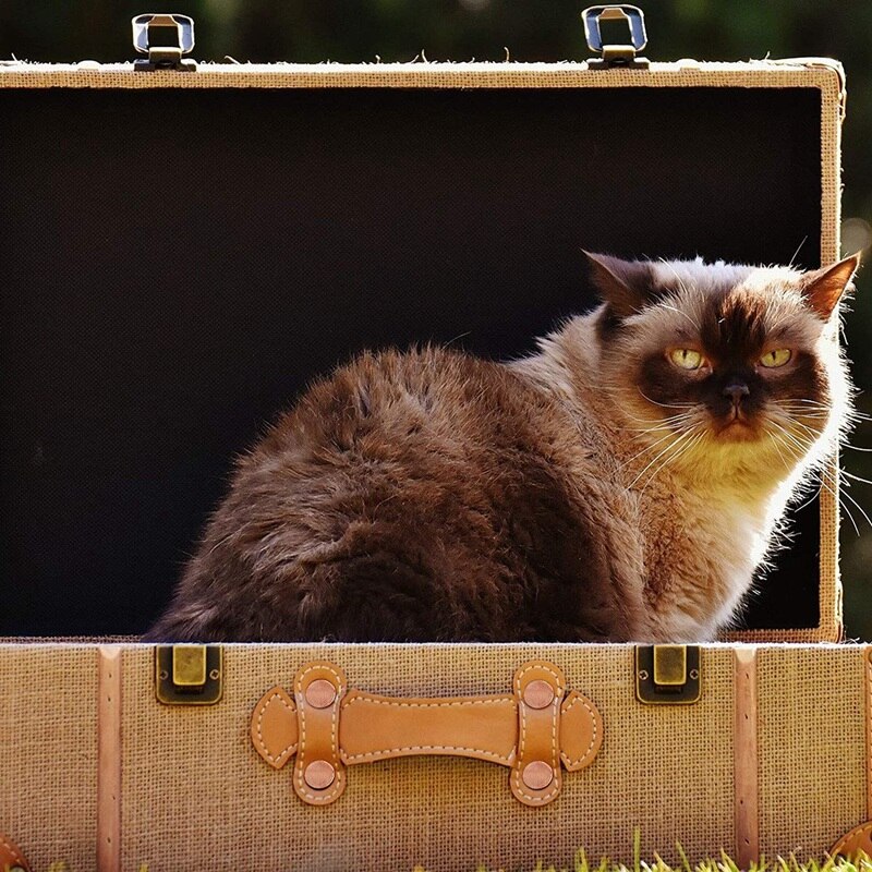 50 Sets Van Koperen Klinknagels En Bramen, Lederen Riem Portefeuilles, Lederen Koperen Klinknagels, leer Diy Craft Supplies (9/16 Inch)