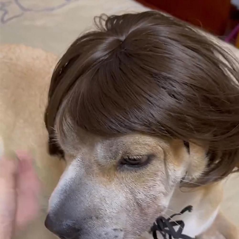 Perruques pour animaux de compagnie, en Fiber de Nylon, libère rapidement la perruque pour chien, Costumes pour Cosplay, tenues d&#39;anniversaire pour chien