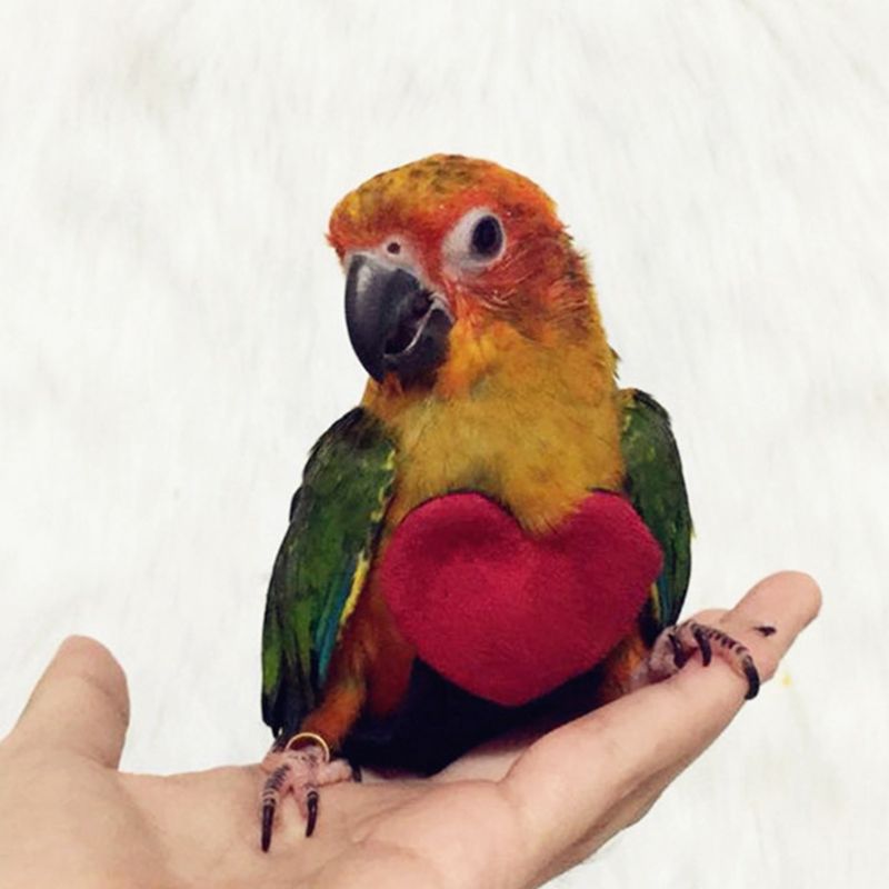 Anti-mordida Corda Treinamento de Vôo Ultraleve Aves Papagaio Brinquedos do animal de Estimação Trela Arnês Macio Portátil