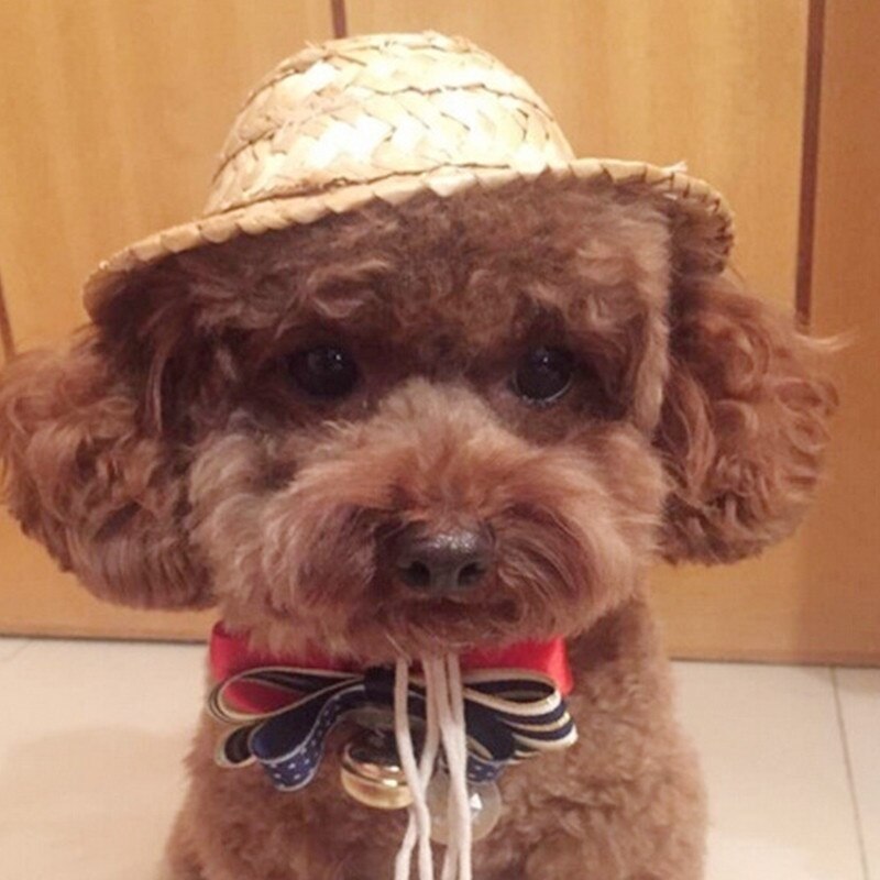 1pc utomhus hund hatt mössa husdjur djur tillbehör pomeranian casquettes petits chien pet hatt för hund mössor roliga hattar tillbehör