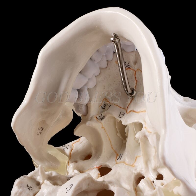 Levensgrote Menselijke Schedel Model Anatomie Anatomisch Medische Onderwijs Skelet Hoofd Studeren Onderwijs Levert