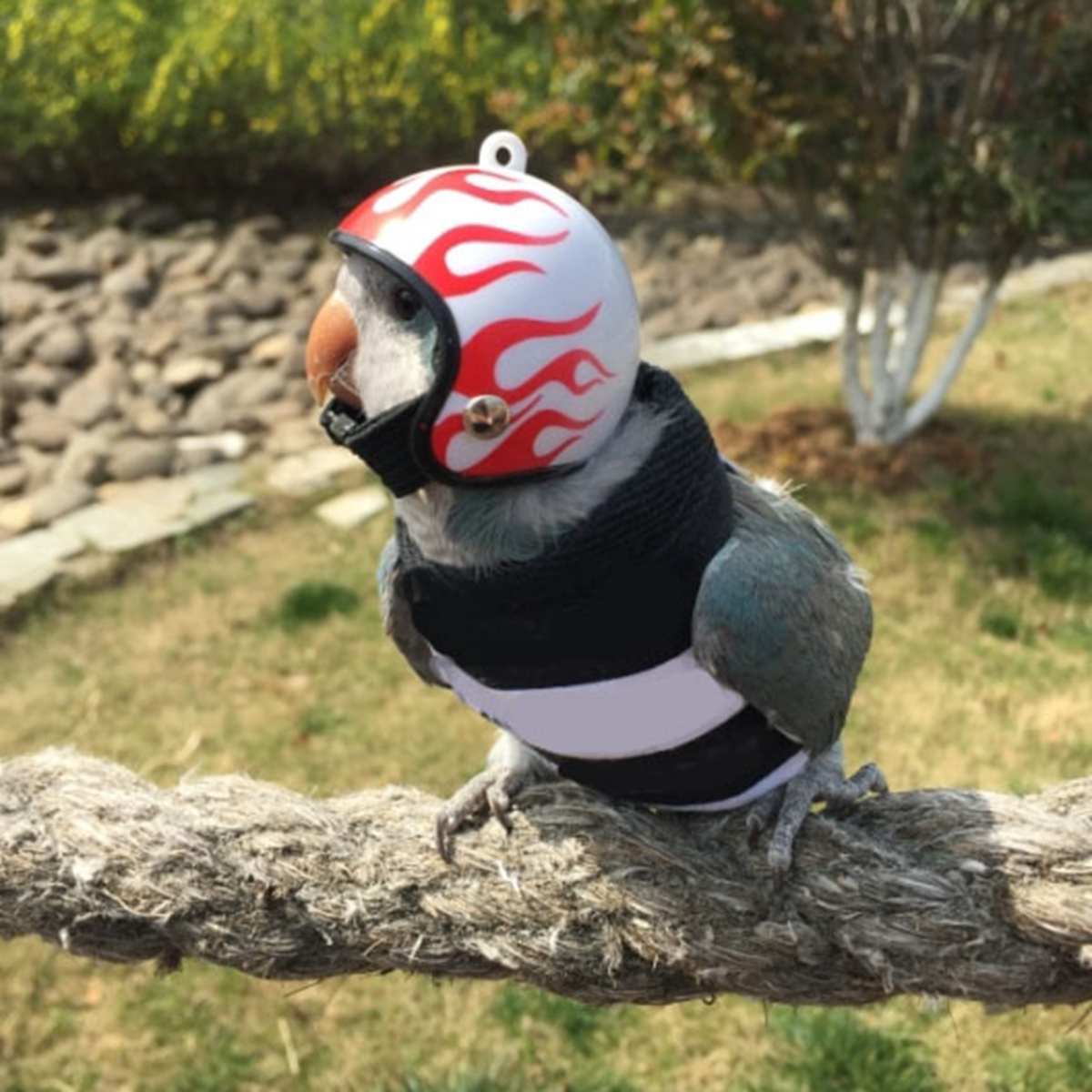 1PC Chicken Helmet Small Pet Hard Hat Bird Duck Quail Hat Headgear Chicken Helmet Bird Head Helmet Pet Supplies Outdoor Decor