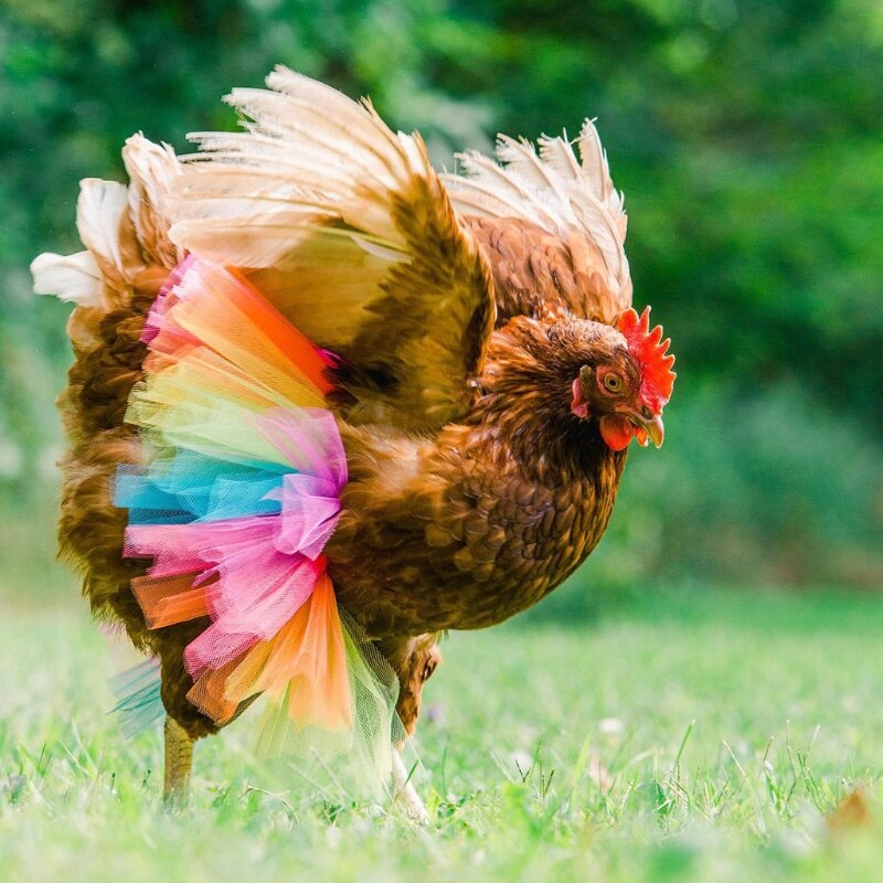 Disfraz de pollo, falda, tutú, decoración de gallina, Protector de plumas de aves de corral, vestido de Cosplay para Halloween, accesorios para
